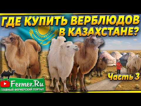 Видео: Верблюды на продажу. Бизнес по разведению верблюдов. Верблюды в казахской степи. Водопой верблюдов.