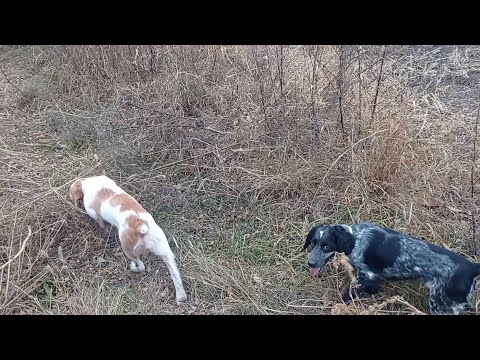 Видео: русский спаниель - первая охота Джека