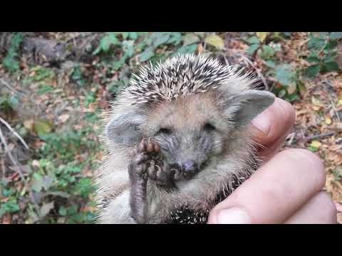 Видео: Ёжик собрался зимовать