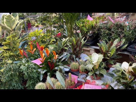 Видео: Поиски Орхидеи Цимбидиум! Море Цветов на Columbia Road Flower Market. London.