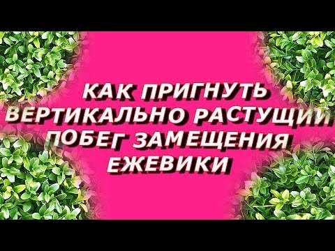 Видео: Как пригнуть вертикально растущий побег замещения ежевики