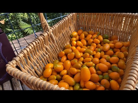 Видео: Кумкват