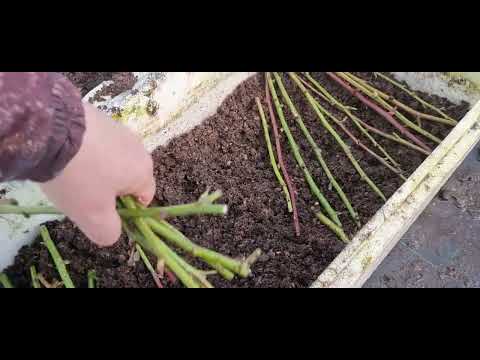 Видео: Ежевика Блек Джем, нарезаем корневые и стеблевые черенки для размножения.