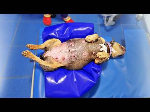 Видео: Что с беременной собакой? Не двигается!