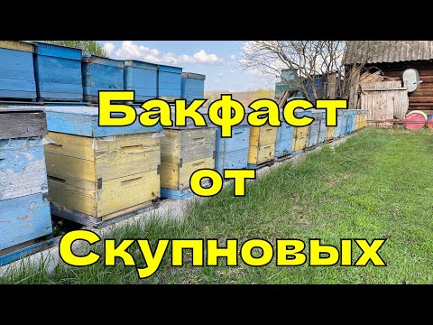 Видео: ТЕСТ БАКФАСТА ОТ СКУПНОВЫХ В САРАТОВСКОЙ ОБЛАСТИ!!! 21.04.2024!!!