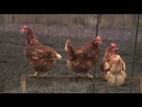 Видео: Фильм о женском монашестве 1 ч.