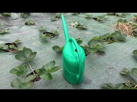 Видео: Щоб розсада полуниці не вимерзла зимою