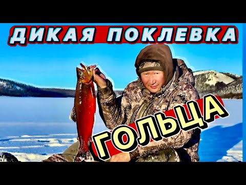 Видео: Дикая поклевка гольца. Рыбалка в Себяне. Октябрь 2023г