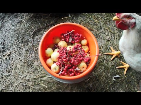 Видео: Прогулка в лес за кормом для домашней птицы. Яблоки, боярышник, барбарис и рябина - лесные витамины.