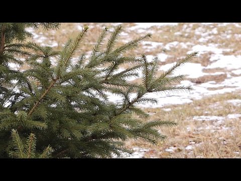 Видео: В Иркутской области из за непогоды ввели режим повышенной готовности