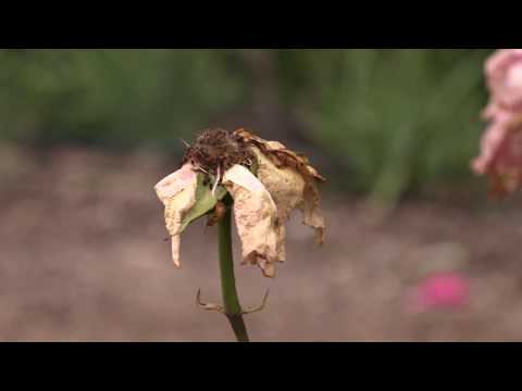 Видео: обрезаем отцветшие розы, питомник роз полины козловой rozarium.biz , prune the faded rose