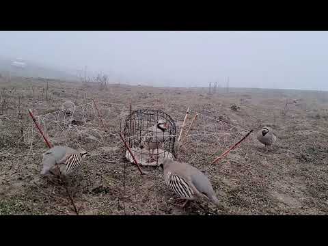 Видео: 2 декабря 2023 г.