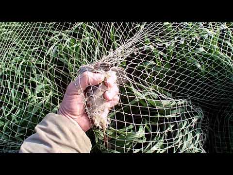 Видео: Ловля перепела(бедана) часть 2. Catching quail(bedana) part 2