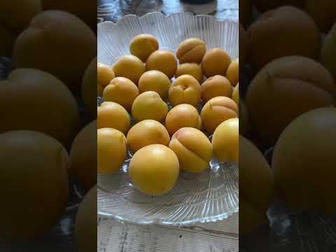 Видео: Сары өрік - тәтті  дәрі