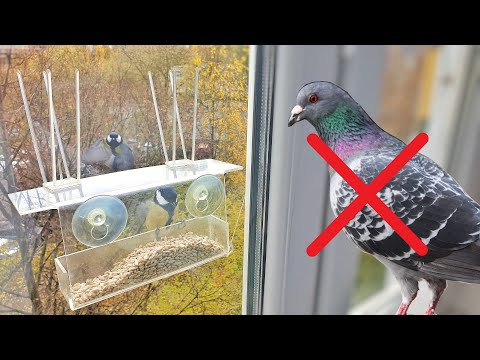 Видео: Кормушка | Как избавиться от голубей