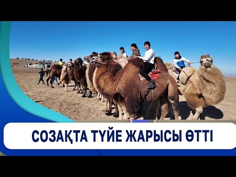 Видео: Созақта түйе жарысы өтті