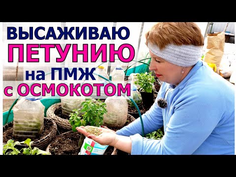 Видео: Мои ПЕТУНИИ переезжают на ПМЖ. Делаю вкусный грунт и с осмокотом экономить нельзя!