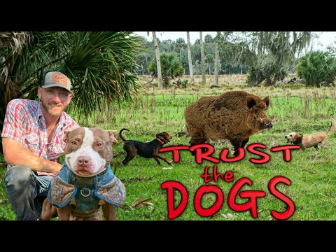 Видео: Одиночная охота в болотах Флориды — только я и мои собаки!