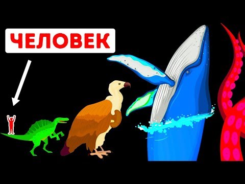 Видео: Самое крупное в мире существо – кто оно?