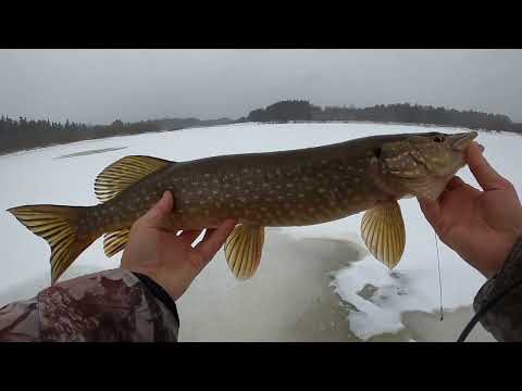 Видео: Первый лёд 2024-2025   Жерлицы