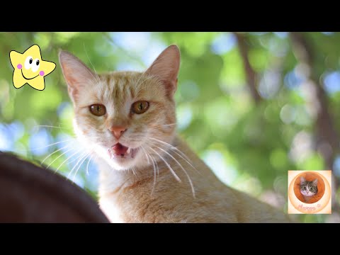 Видео: Лучшие моменты смешных и милых кошек!