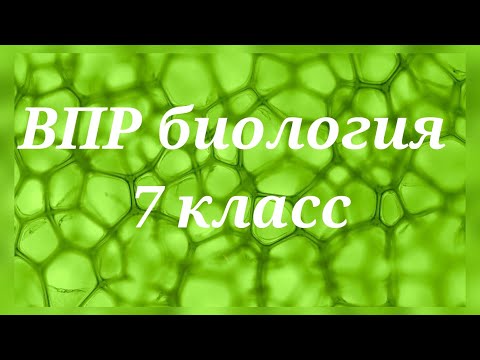 Видео: ВПР - 2022. Биология 7 класс. Вариант с ответами №1