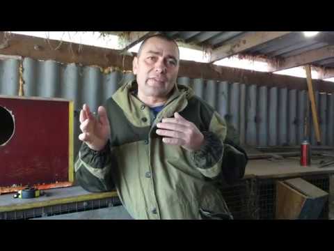 Видео: МАСТИТ У КРОЛИКОВ? ВАМ СЮДА!