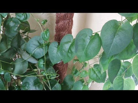 Видео: Большая пересадка комнатных растений  в сентябре продолжается!