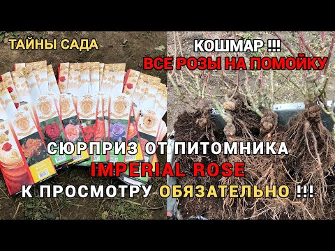 Видео: ВНИМАНИЕ. СЕРБСКИЕ РОЗЫ ЗАРАЖЕНЫ БАКТЕРИАЛЬНЫМ РАКОМ. БУДЬТЕ ОСТОРОЖНЫ. РОЗЫ БРАТЬЕВ ТОПАЛОВИЧ.
