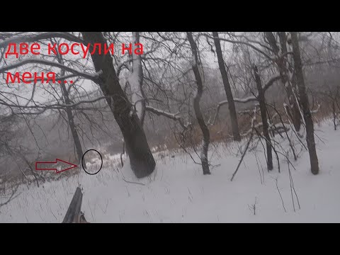 Видео: Загонная охота на косулю.прибежали в ноги