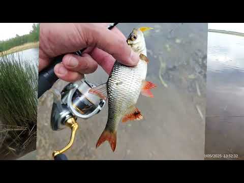 Видео: DAIWA 21 FREAMS FC LT 2000S из Озона (Китай)первое впечатление 🎣