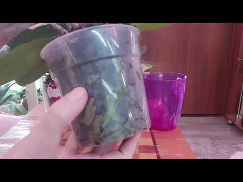 Видео: РЕАНИМАЦИЯ ФАЛЕНОПСИСОВ! Мастер класс от Анны.