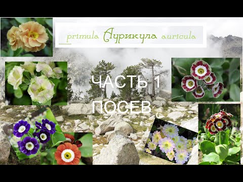 Видео: Посев семян в торфяные таблетки: 5 плюсов и 1 минус. Семена здесь: auricula.ru