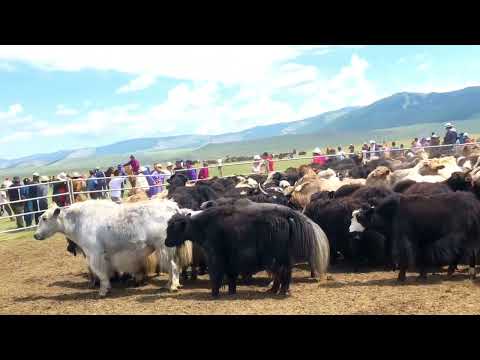 Видео: Сарлагийн баяр-2023📍Хөвсгөл, Алаг-Эрдэнэ сум | Yak’s festival in Khuvsgul province, AlagErdene 🦬🇲🇳⛰️