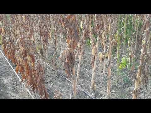 Видео: Печальная картина, сезон 2021 завершён. Немного обо всём.