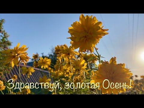 Видео: ОСЕННЯЯ ПАЛИТРА. ДАЧНЫЕ УГОДЬЯ ПОДМОСКОВЬЯ.