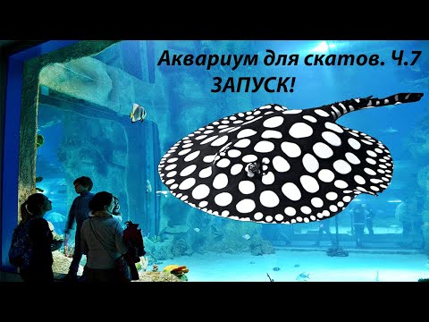 Видео: Запуск белого аквариума для скатов!