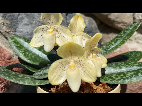 Видео: Цветение пафиопедилумов! 06.2022 Paph .concolor var.regnierie И paph. venustum.