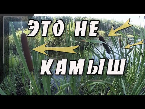 Видео: Камыш, тростник, рогоз. Отличия.