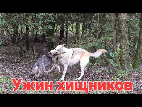 Видео: Кормление волков