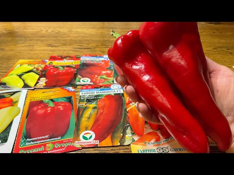 Видео: Самый УРОЖАЙНЫЙ и проверенный ПЕРЕЦ для нового сезона!