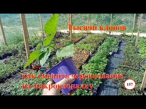 Видео: [157] Тысячи клонов в затеняйке. Как вам улучшить бизнес: сменить черенкование на микроклоналку