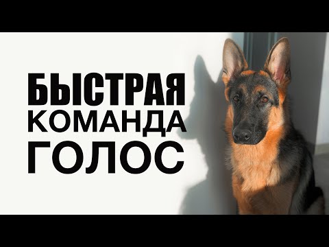 Видео: Как научить любую собаку команде Голос - дрессировка | Немецкая овчарка Берлин | Учим команде