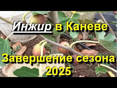 Видео: Инжир в Каневе. Последние фиги сезона 2025 10 21