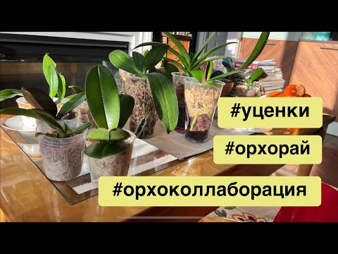 Видео: Как поживают дохлые уценки?!🧐 Живы ли?!