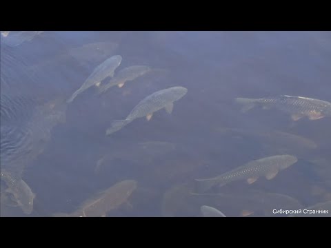 Видео: Поехали на поиски золота, а нашли кюветы  полные рыбы.