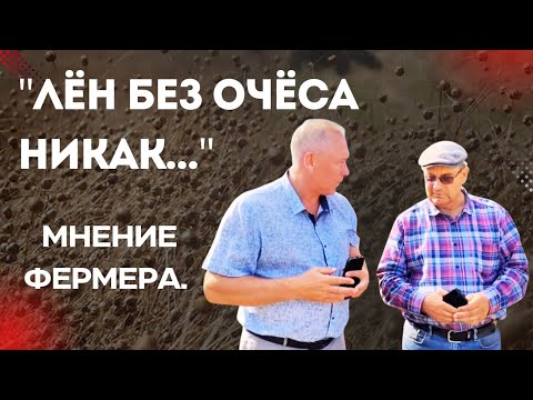 Видео: Уборка льна очёсом: технология и преимущества. Опыт фермера #лён #уборкальна #очёс