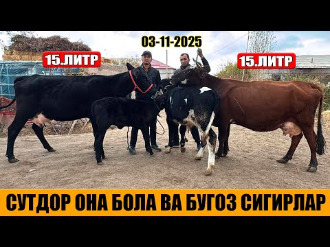 Видео: СУТДОР ОНА БОЛА ВА БУГОЗ СИГИРЛАР ОГАБЕК 03-11-2025г