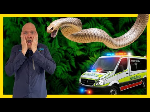 Видео: УКУСИЛ ДЕТЕНЫШ КОРИЧНЕВОЙ ЗМЕИ!!