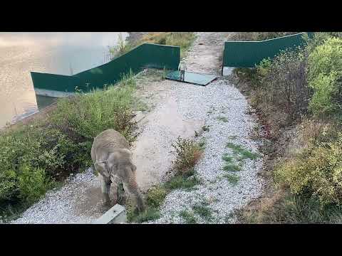 Видео: Слониха Джени ПСИХАНУЛА на Виктора и СЛОМАЛА ВОРОТА!